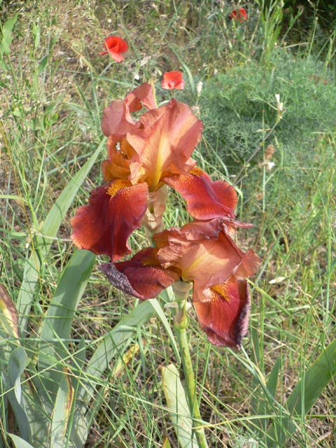 lanuirie_20070520_19