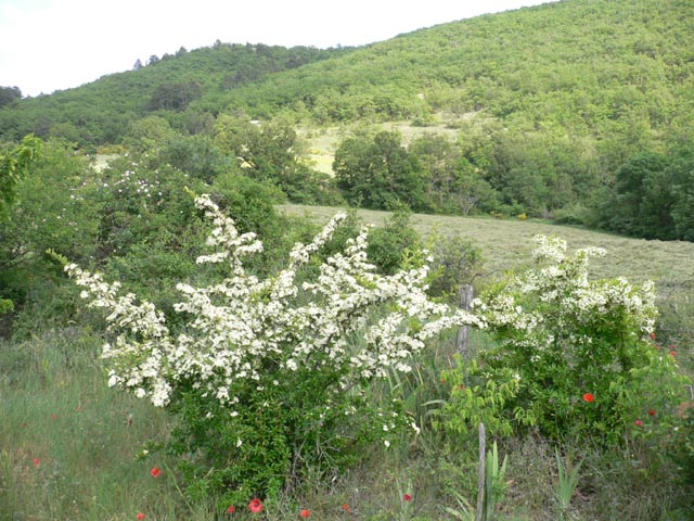 lanuirie_20070520_22