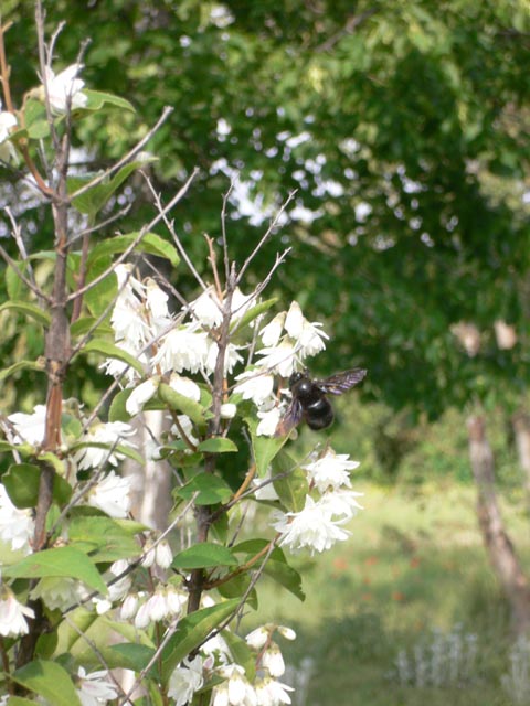 lanuirie_20070520_40