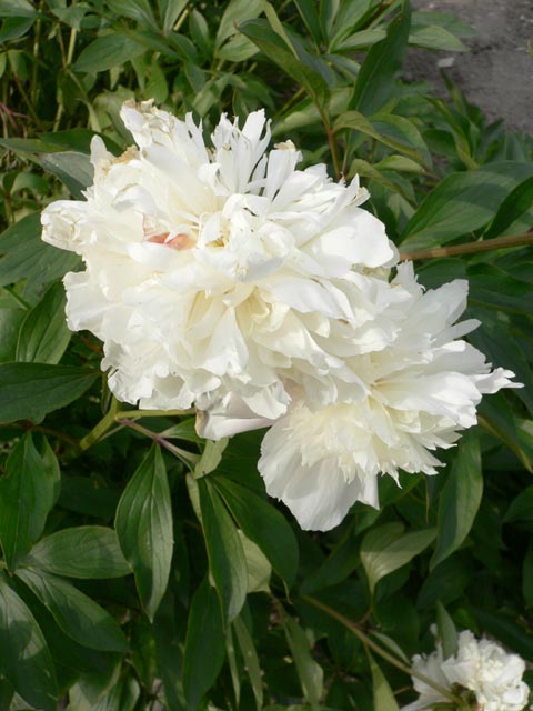 lanuirie_20070520_48