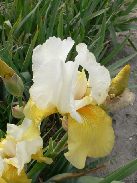 lanuirie_20070520_50