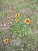 lanuirie_20070520_04