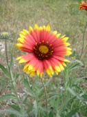 lanuirie_20070520_05