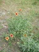 lanuirie_20070520_06