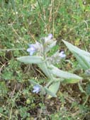 lanuirie_20070520_07