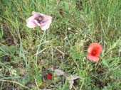 lanuirie_20070520_12