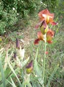 lanuirie_20070520_20