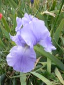 lanuirie_20070520_51