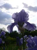lanuirie_20070520_52