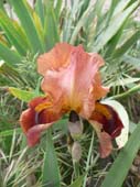 lanuirie_20070520_53