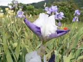 lanuirie_20070520_57