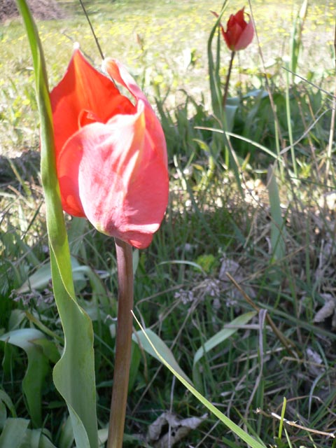 20070328_la_nuirie_002